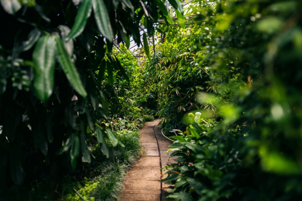 Botanická zahrada FTZ ČZU; autor Patrik Hácha